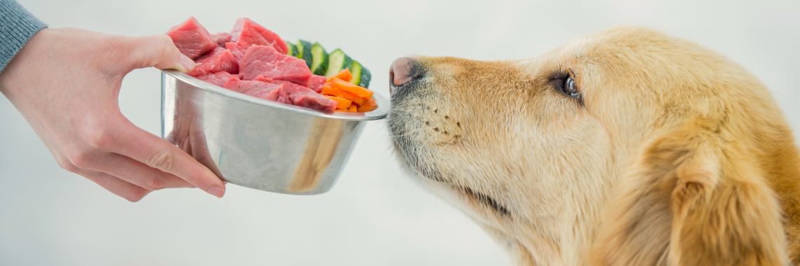 gesunde Ernährung für den Hund