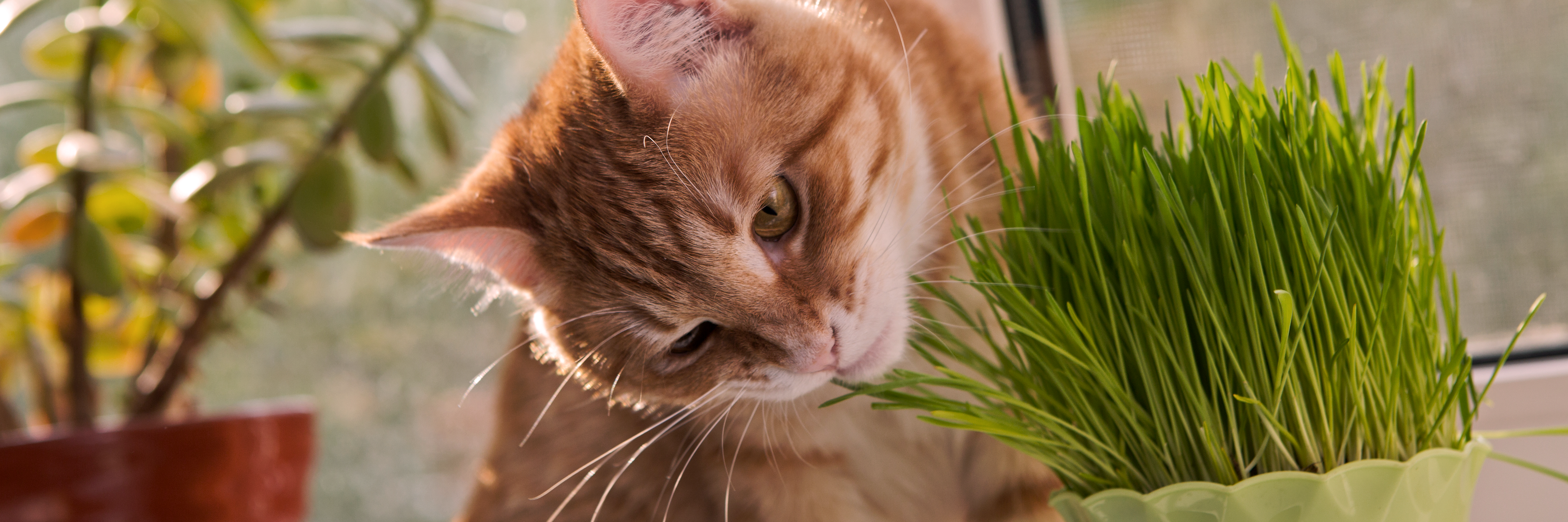 Katze schnuppert an Gras